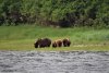 Mom and 2 cubs
