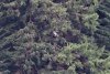 Juvenile eagle