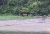 Bears at Saook anhcorage