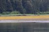 2 Blue Heron