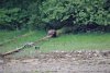 More Brown bears