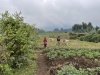 Harvesting the potato crops