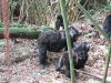 Two juveniles playing tag with a stick!!