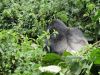The troop has 19 members with a Silverback male and 19 members