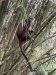 Golden Monkeys, one of two troops, about 80 members