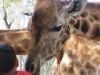 They were very gentle