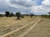 Maasai Giraffe