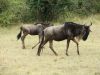 Wildebeest