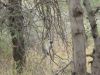 Vervet Monkey