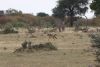 Black-backed Jackal