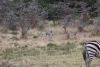 Vervet Monkey