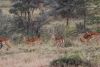Thompson Gazelle marked by black stripes on butt.....called Mickey D stripes:)))