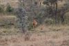 Eland