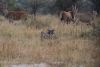 Warthog