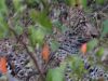 Young Leopard ~ 1-year old well camouflaged