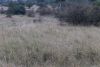 Spotted Hyaena