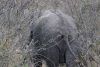 African Bush Elephant