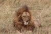 Our first male lion.....