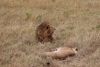 And a lioness as well.....a mating couple!!!