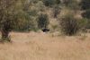 African male ostrich
