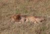 The resting male