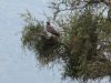 African Marsh Harrier