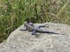 Rainbow rock lizard