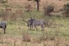 Male Zebras having a testosterone moment