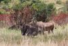 Elands
