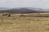 Yea....we found some of the migrating herds