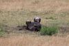 White-Backed Vulture