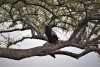 Bateleur Eagle