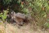 A couple of female lions resting under bushes...very well hidden!!