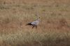 Secretary bird