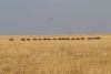These wildebeest trains were amazing and somewhat mysterious behavior