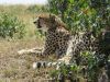 After breakfast we found the cheetahs again