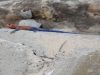 Red-headed Rock Agama