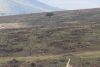 Another large burn area with many animals feeding on young new grass!!