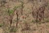 Rare Steenbok