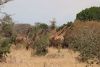 ~40 giraffes gather to mourn  and show respect for a fallen comrade!