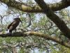 Hamerkop