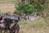A zebra has been injured, probably by a lion