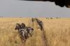 Zebra butts:)))