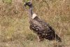 Ruppell's Griffon Vulture