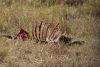 Recent kill