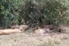 We counted 12 lions napping late morning