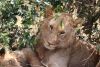 Young male...its mane just starting to fill out