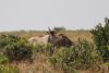 Eland