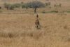 Giraffe trying to get low to eat on the bush