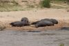 Our first Hippopotamus viewing!!
